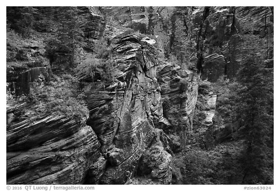 Refrigerator Canyon. Zion National Park (black and white)