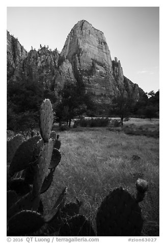 Cactus and Great White Throne. Zion National Park (black and white)