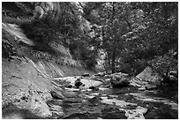 Lush oasis along Left Fork. Zion National Park ( black and white)