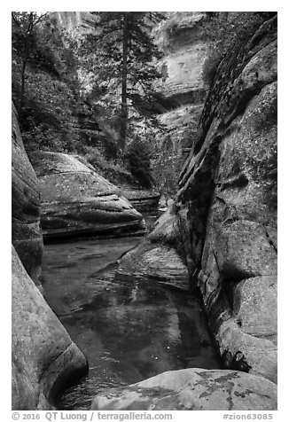 Emerald pools along Left Fork. Zion National Park (black and white)