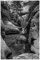 Emerald pools along Left Fork. Zion National Park ( black and white)