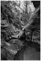 Clear waters and canyon walls along Left Fork. Zion National Park ( black and white)