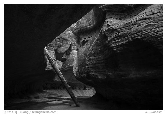Log carried by flash floods, Upper Subway. Zion National Park (black and white)