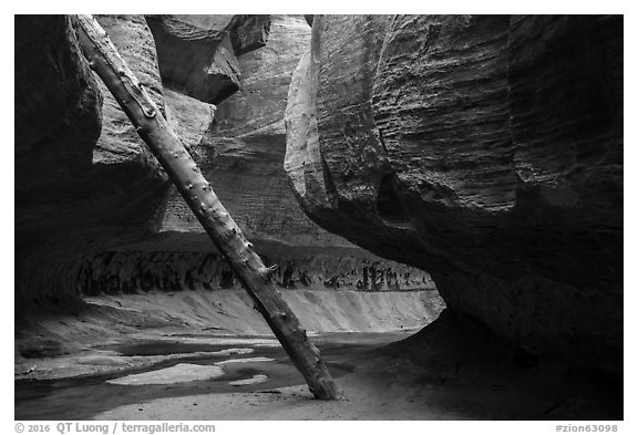 Log called North Pole, Upper Subway. Zion National Park (black and white)