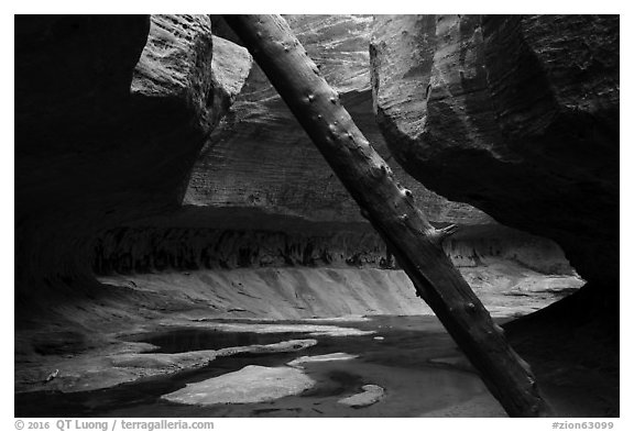 Log called North Pole and canyon chamber, Upper Subway. Zion National Park (black and white)