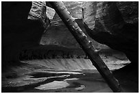Log called North Pole and canyon chamber, Upper Subway. Zion National Park ( black and white)