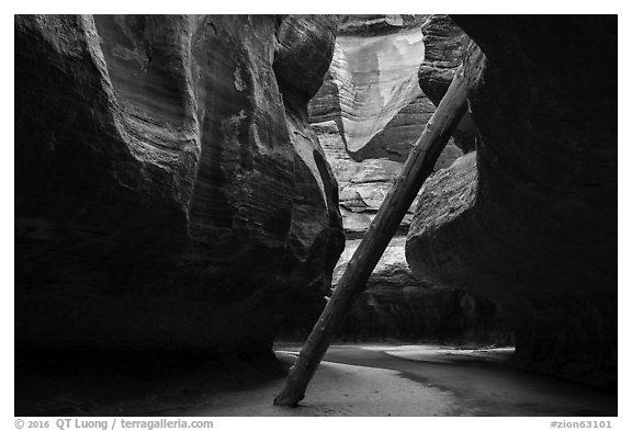 North Pole log. Zion National Park (black and white)