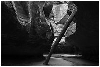North Pole log. Zion National Park ( black and white)