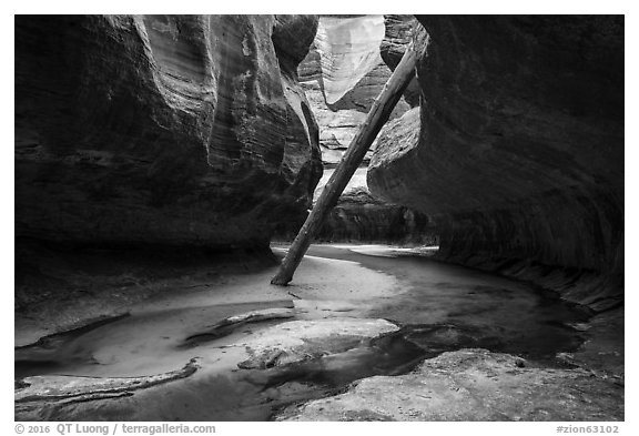 Upstream view of North Pole log. Zion National Park (black and white)