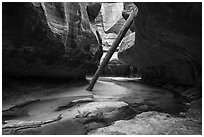 Upstream view of North Pole log. Zion National Park ( black and white)