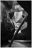 North Pole log in the Upper Subway. Zion National Park ( black and white)