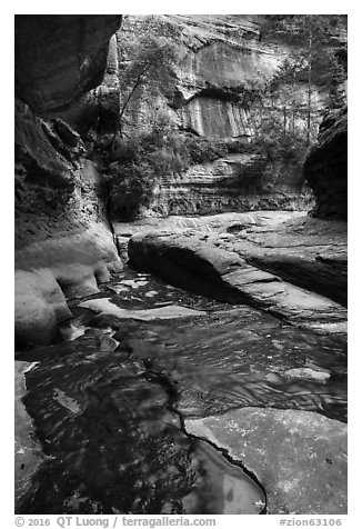 Green reflections, Upper Subway. Zion National Park (black and white)