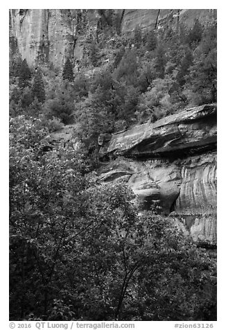 Cliffs above Emerald Pool and trees in springtime. Zion National Park (black and white)