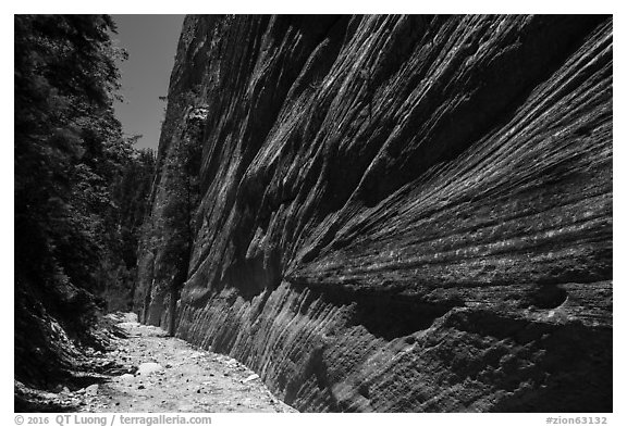 Open section with tall walls, Orderville Canyon. Zion National Park (black and white)