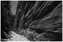 Open section with tall walls, Orderville Canyon. Zion National Park ( black and white)