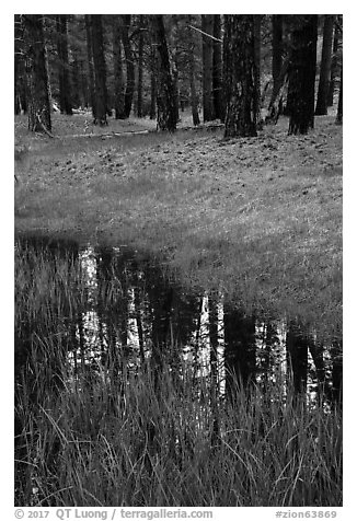 Ponderosa pine trees reflected in stream. Zion National Park (black and white)