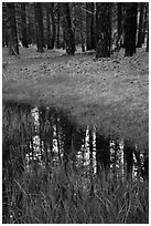 Ponderosa pine trees reflected in stream. Zion National Park ( black and white)