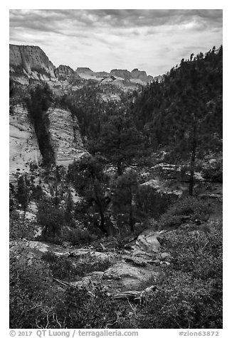 Russell Gulch. Zion National Park (black and white)
