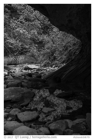 Pool and vegetation from alcove, Upper Left Fork. Zion National Park (black and white)