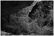 Verdant canyon, Upper Left Fork. Zion National Park ( black and white)