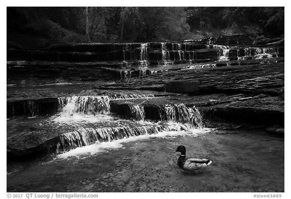 Duck and Archangel Falls. Zion National Park (black and white)