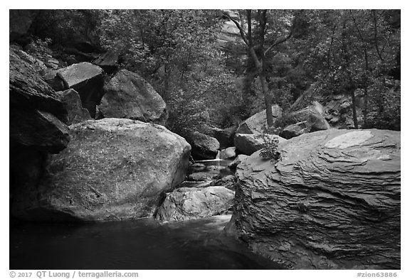 Left Fork flowing amongst boulders. Zion National Park (black and white)