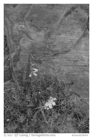 Wildflowers against sandstone cliff. Zion National Park (black and white)