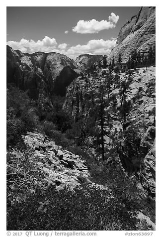 Zion Canyon seen via Refrigerator Canyon. Zion National Park (black and white)