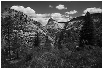 Zion Canyon rim view with vegetation and white cliffs. Zion National Park ( black and white)
