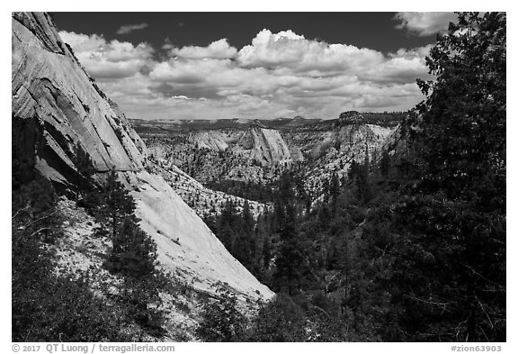 Lower Telephone Canyon. Zion National Park (black and white)