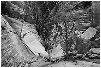 Tree and cliffs, Behunin Canyon. Zion National Park ( black and white)