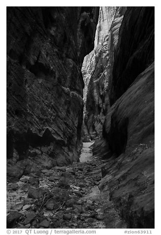 Narrows, Behunin Canyon. Zion National Park (black and white)