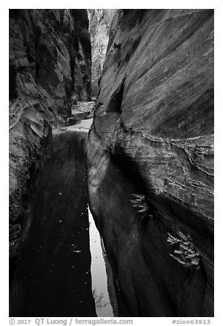 Ferns and pool in narrows, Behunin Canyon. Zion National Park (black and white)