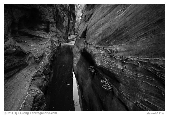 Moist environment in narrows, Behunin Canyon. Zion National Park (black and white)