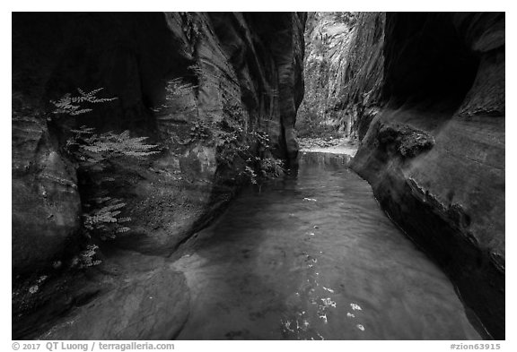 Ferns thriving in moist narrows of Behunin Canyon. Zion National Park (black and white)