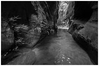 Ferns thriving in moist narrows of Behunin Canyon. Zion National Park ( black and white)