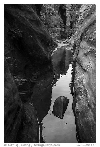 Lush pool in narrows, Behunin Canyon. Zion National Park (black and white)