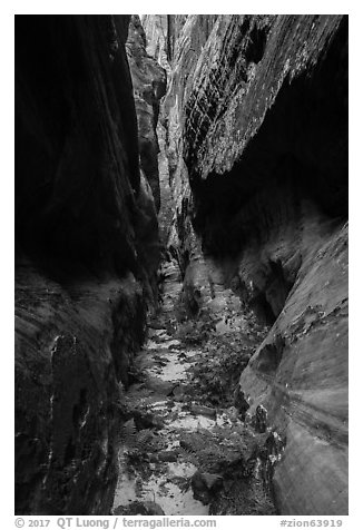 Tight narrows with ferns, Behunin Canyon. Zion National Park (black and white)