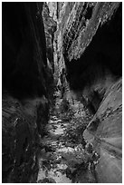 Tight narrows with ferns, Behunin Canyon. Zion National Park ( black and white)