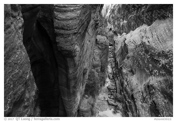 Narrows from above, Behunin Canyon. Zion National Park (black and white)
