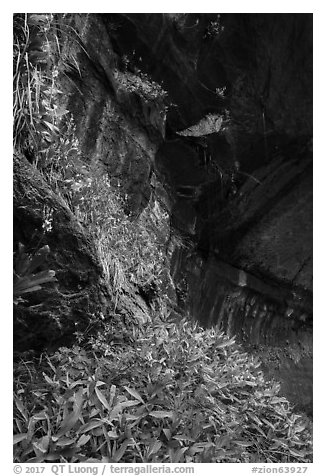 Hanging gardens in alcove near Lower Emerald Pool. Zion National Park (black and white)
