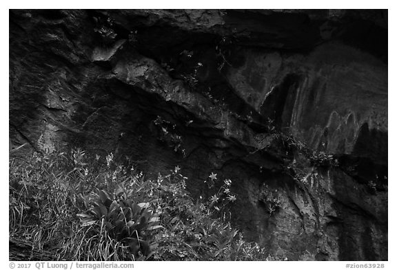 Flowers in alcove near Lower Emerald Pool. Zion National Park (black and white)