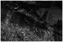 Flowers in alcove near Lower Emerald Pool. Zion National Park ( black and white)