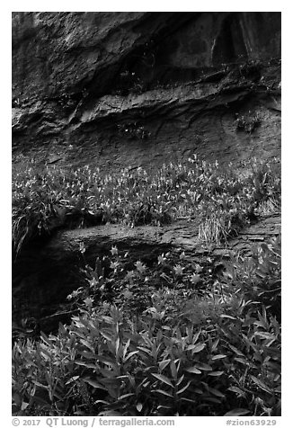Flowers growing on ledges below alcove near Lower Emerald Pool. Zion National Park (black and white)