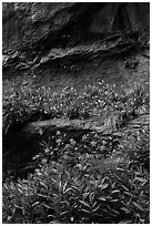Flowers growing on ledges below alcove near Lower Emerald Pool. Zion National Park ( black and white)
