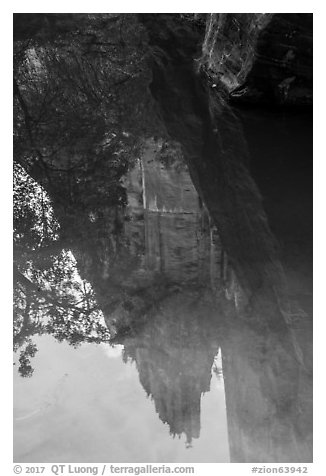 Cliff reflections, Upper Emerald Pool. Zion National Park (black and white)