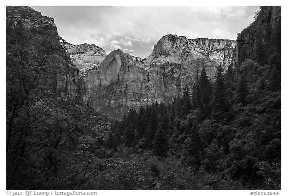 Upper Emerald Pool greenery frames Zion Canyon. Zion National Park (black and white)