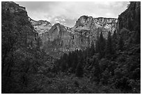 Upper Emerald Pool greenery frames Zion Canyon. Zion National Park ( black and white)