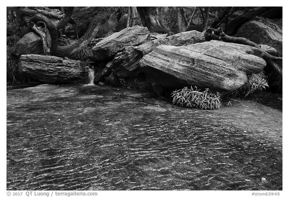 Stream flows over travertine, Middle Emerald Pool. Zion National Park (black and white)