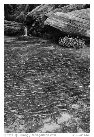 Travertine, Middle Emerald Pool. Zion National Park (black and white)